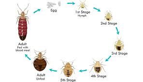 Image result for Cimex Lectularius L