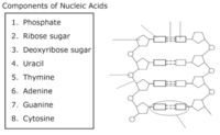 An a base on one strand will always. 6a Dna Structure Review Biology Quiz Quizizz