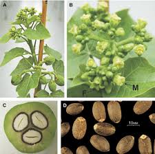 Image result for Jatropha curcas