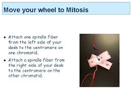 Cell division gizmo answer key activity b : Mitosis Simulation