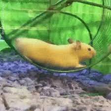 Hamster Gif Hamster Discover Share Gifs Hamster Animals Fish Pet