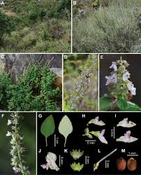 Image result for Isodon