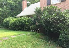 Place your pruning shears in a solution of one part pine oil cleaner, mixed with three parts water. Our Top 6 Replacements For Your Overgrown Shrubs Landscape Design Installation Maintenance And Native Plant Nursery Lauren S Garden Service