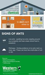 Every 40 seconds someone in the world commits suicide. 10 Interesting Facts About Ants Western Exterminator