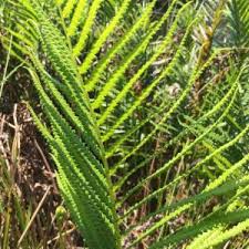 Image result for Cyclosorus interruptus