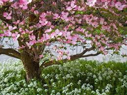 5 flowering pink dogwood cornus tree seeds. Dogwood Tree Wallpapers Top Free Dogwood Tree Backgrounds Wallpaperaccess