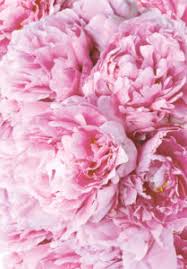 Magnificent peony flower blooming in almost 40 hours, play in hd. Peony Flower Color Facts The Meaning Of Peonies