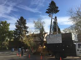 They did a wonderful job, and we were. Sky High Tree Services Inc