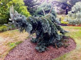 The length of the stake should be driven about 2 feet into the soil and extend to the height of or 6 inches beyond the top of the tree's main trunk. Picea Pungens The Blues The Blues Weeping Colorado Blue Spruce Conifer Trinomial American Conifer Society