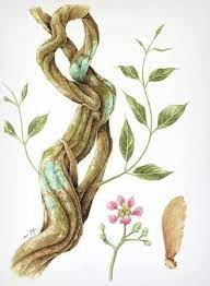 Ayahuasca Chacrona Virgem Da Conceicao Santo Daime