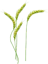 pix Wheat Png Transparent