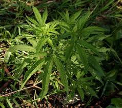 Image result for Cannabis sativa