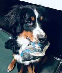 Maybe you would like to learn more about one of these? Activities Kids And Pozy S Ear Frizzles Kaibab Bernese Mountain Dogs