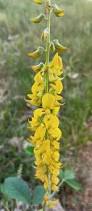Image result for Crotalaria juncea