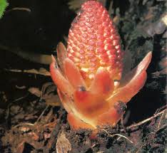 Image result for Balanophoraceae