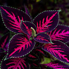 Image result for Coleus sylvestris