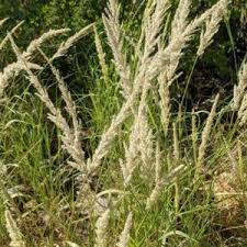 Image result for Hypertelis salsoloides