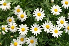 White daisy on brown wood free stock photo. Dianggap Sebagai Lambang Kemurnian Ini 5 Manfaat Ekstrak Bunga Daisy Untuk Kecantikan Kulit Beauty Journal