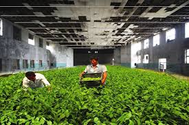 Hier findest du lampe led grow zum besten preis. The Advent Of Led Grow Light Help Vertical Farming Much Agc Lighting