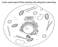 A simple example are the farm animals for coloring, which in addition to ensuring entertainment present a good tool that teaches them about cows, bulls, sheep, oxen, goats, and many more. Plant And Animal Cell Worksheets