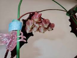 Image result for Polystachya undulata