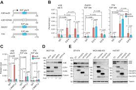 Check spelling or type a new query. Characterization Of The Mechanism By Which The Rb E2f Pathway Controls Expression Of The Cancer Genomic Dna Deaminase Apobec3b Elife