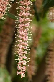 Image result for Macadamia tetraphylla