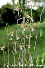 Image result for Eulophia