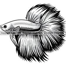1280 x 720 jpeg 119 кб. Betta Fish 2 Pet Animal Aquarium Tropical Siamese Tail Exotic Etsy