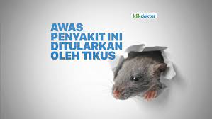 Kelas crustacae yaitu cyclops beberapa jenis tikus (rodensia) pembawa vektor penyakit adalah rattus norvegicus, rattus rattus diardi, mus musculus. Awas Ini 7 Penyakit Yang Disebabkan Oleh Tikus