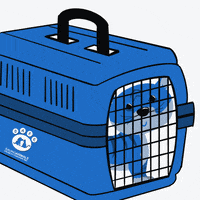 Lawyer can't remove zoom filter during virtual court appearance. Cat Lawyer Gifs Get The Best Gif On Giphy