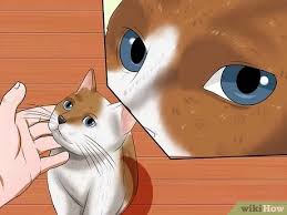 For the best outcome, a person should receive treatment at a hospital within 3 hours of their symptoms first appearing. How To Identify If Your Cat Has Had A Stroke With Pictures