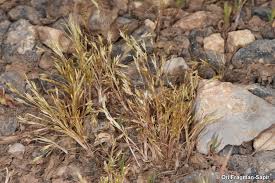 Image result for Poa binata