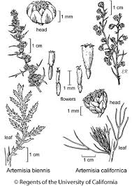 Many species are valued as ornamentals for their attractive silvery gray foliage, which is frequently used in horticultural plantings Artemisia Biennis