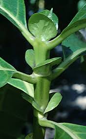 Image result for Morinda