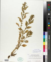 Image result for Dysphania congolana