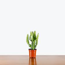 Image result for Euphorbia jubata