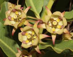 Image result for Pachycarpus lineolatus