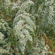 Image result for Leptospermum petersonii