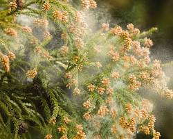 花粉の画像