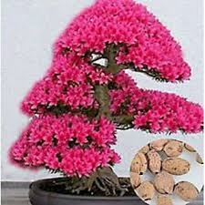 Explore plants, flowers, weeds and more. Buy Seeds Of Bonsai Tree Japanese Sakura Flower Cherry Blossoms Plants Home Online Get 52 Off