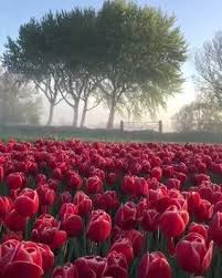 Ajdar On Twitter Tulip Gardens Netherlands Nature Photography Tulips Garden Tulip Fields