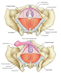 Bulbs of the vestibule and. Easy Notes On Perineum Learn In Just 4 Minutes Earth S Lab