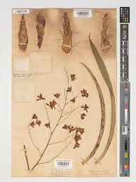 Image result for Graphorkis