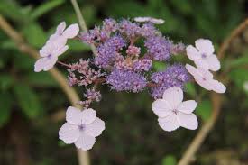 Image result for Striga aspera