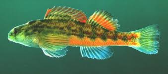 Image result for Antherotoma debilis