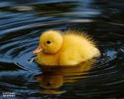 Con vịt vàng ảnh vịt chibi cute. Nhá»¯ng Hinh áº£nh Ngá»™ NghÄ©nh Hai HÆ°á»›c Va Ä'ang Yeu Nháº¥t