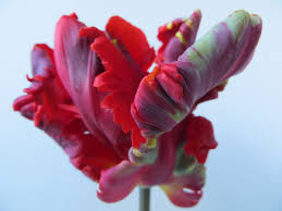 Get the inside scoop on jobs, salaries, top office locations, and ceo insights. Clara Whitaker The Career Doctor On Twitter I Sm So Following You After This Gorgeous Display Of Flowers Tuliplovers Bulbfreaks Https T Co A61cxvwe91