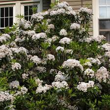 Mountain Laurel Finegardening Shade Shrubs Evergreens For Shade Shade Plants
