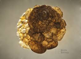 Image result for Helichrysopsis